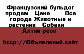 Французский бульдог продам › Цена ­ 1 - Все города Животные и растения » Собаки   . Алтай респ.